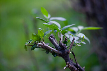 Fototapeta premium berries of a plant