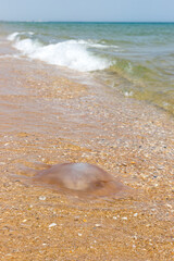 Jellyfish on the beach, Praia da fábrica, Algarve