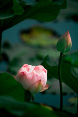 Beautiful lotus flowers bloom among the green lotus leaves