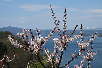 太陽の光を浴びて咲く薄いピンクの梅の花