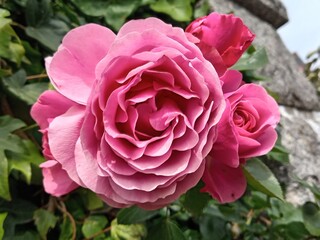 ROSES 3. LT