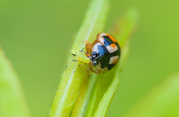 アブラムシを捕食するテントウムシ
