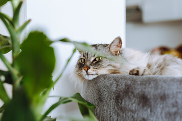 domestic cat sleeping on cat tree scratching post