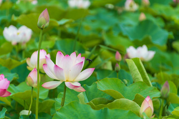 Obraz premium 緑の葉に映える白ピンクの蓮の花