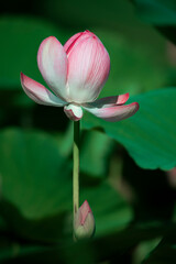 Beautiful lotus flowers bloom among the green lotus leaves
