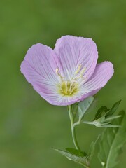 Single Mexican evening primrose wildflower in bloom Oenothera speciosa nature springtime botany.