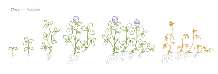 Clover Growth Stages Vector Illustration - Trifolium Development Cycle