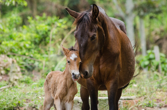 Potrillo recien nacido y su madre se saludan