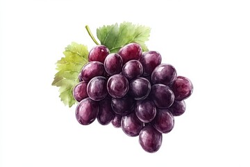 Fototapeta premium Watercolor Illustration of Grape Clusters on a White Background, Showcasing the Essence of Vine-Growing and Vinification