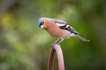 Common Chaffinch