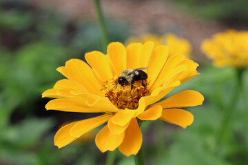 bee on flower