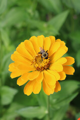 bee on yellow flower