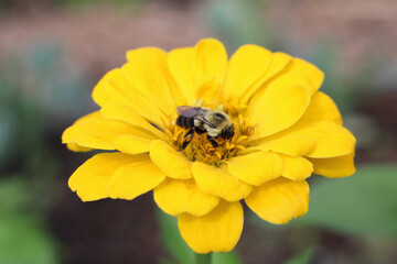 bee on a yellow flower