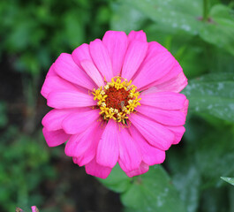 Obraz premium pink cosmos flower