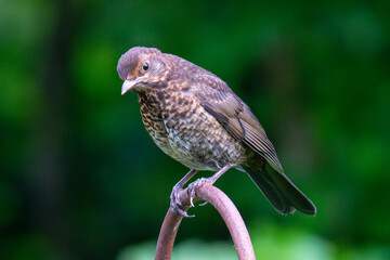 Female Blackbird