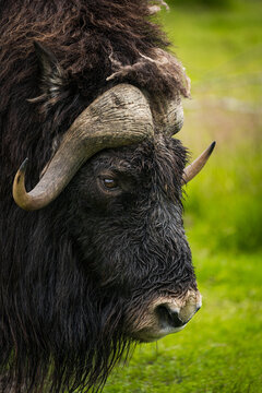 Muskox in the field