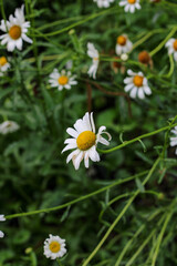 white daisy flower