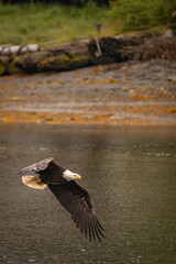 Bald eagle flying with open wings over the river