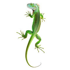 Fototapeta premium Vibrant green lizard with intricate details, showcasing its textured skin and unique features. This reptile is depicted in dynamic pose, emphasizing its agility and natural beauty
