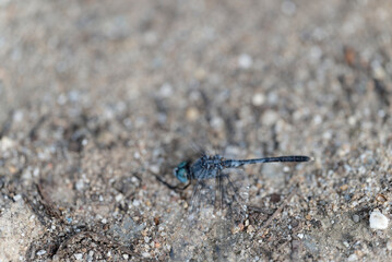 close up of a dragonfly (Orthetrum albistylum speciosum)