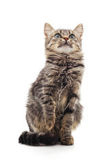 Fototapeta premium Gray cat looking up.