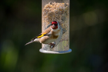 Male Goldfinch feeding