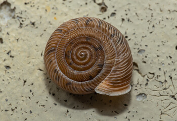 Small snail perfect spiraled shell up close