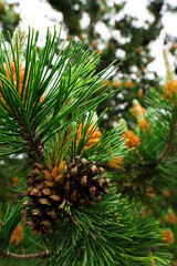Macro Shot of Pine Cone on Lush Evergreen