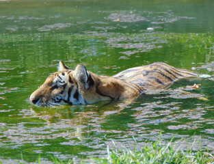 Siberian tiger in the water during summer