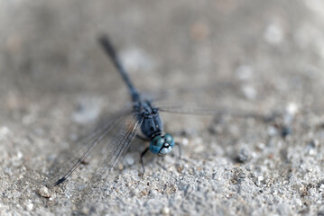 close up of a dragonfly (Orthetrum albistylum speciosum)