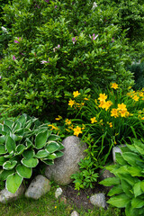 Summer Garden Close-Up with Daylilies
