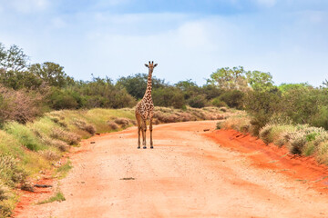 Giraffe in East Tsavo Park in Kenya.