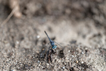 close up of a dragonfly (Orthetrum albistylum speciosum)