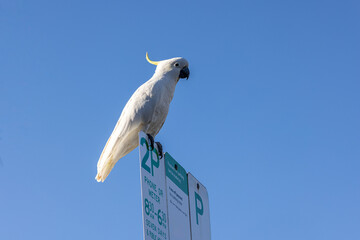 Close-up on a Sulphur-crested Cockatoo (Cacatua galerita) perched on a street parking sign, against clear blue sky on a sunny day.