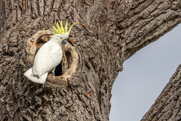 Close-up on a Sulphur-crested Cockatoo (Cacatua galerita) with raised crest, perched on the edge of a tree hollow, and looking at camera.