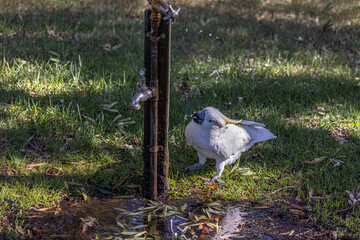 Sulphur-crested Cockatoo (Cacatua galerita) on the grass next to a water fountain drinking off the falling water drops.