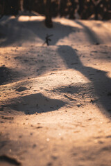 Golden sunlight casts long soft shadows on snow-covered ground, creating a warm, moody atmosphere of winter solitude and introspection in a quiet forest at sunset.