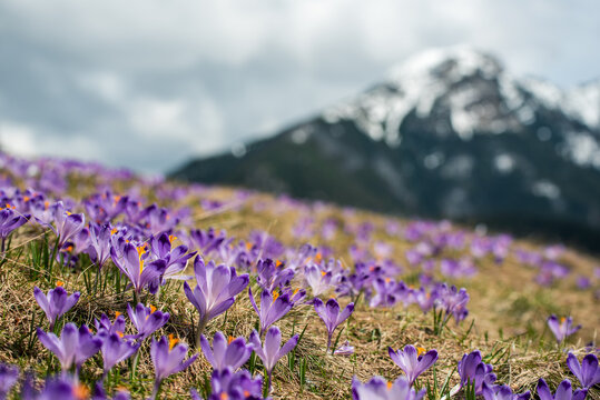 Dolina Chocholowska with blossoming purple crocuses or saffron flowers,Tatra mountains, Poland.