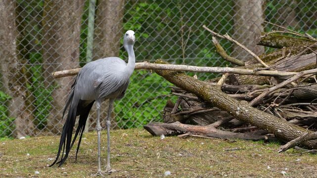 The Blue Crane, Grus paradisea, is an endangered bird specie endemic to Southern Africa. It is the national bird of South Africa