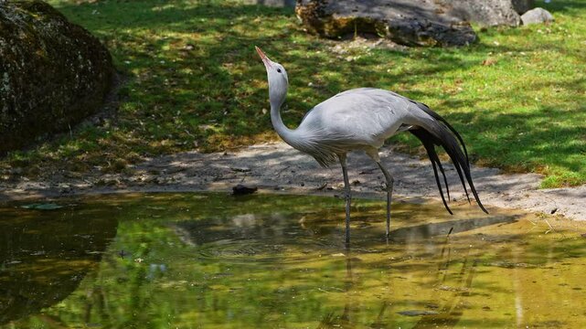 The Blue Crane, Grus paradisea, is an endangered bird specie endemic to Southern Africa. It is the national bird of South Africa