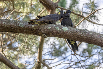 Close-up of a female Yellow-tailed black cockatoo (Zanda funerea) preening a juvenile on a tree branch, Sydney, Australia.  