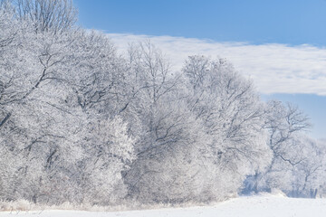Winter landscape of an iced forest after a freezing rain event, Yankee Springs State Park, Michigan, USA