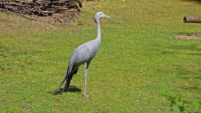 The Blue Crane, Grus paradisea, is an endangered bird specie endemic to Southern Africa. It is the national bird of South Africa