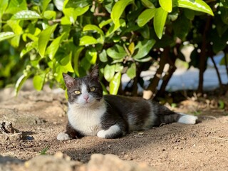 Black and white cat lying on sunlit ground under green bushes, staring at camera with yellow eyes. Stray cats of Turkey, pet portrait, feline photography, relaxed mood, summer day, natural light. 