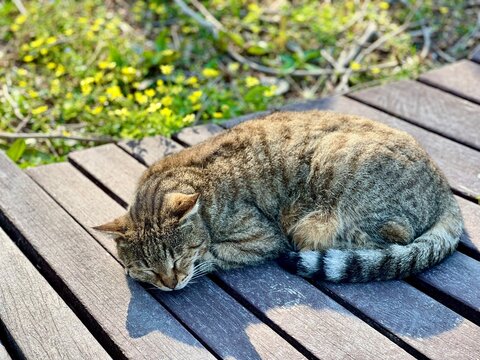 Gray tabby cat sleeping on wooden bench. Stray cats of Turkey, urban wildlife, animal welfare, peaceful moment, Antalya, summer day, relaxed cat, street animals, feline photography. 