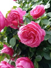 ROSES 2. LT