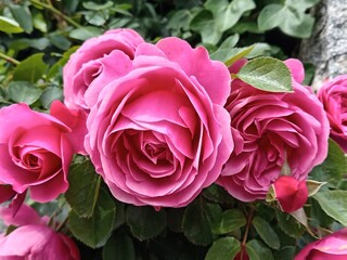 ROSES 1. LT