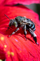 Close up of a beautiful big-eyed blue bee on a bright red flower. Fierce and charming bees and flowers. A bee in the genus Amegilla, which is distinguished by its beautiful metallic blue stripes.