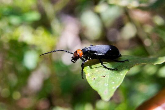 Selective focus on Epicauta, red head, black body on a green leaf insect background, and perfect green nature.