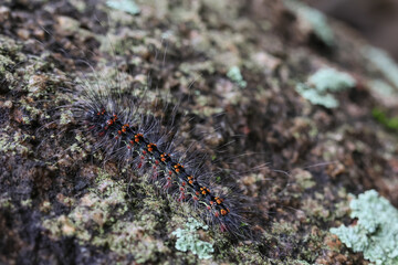 Selective focus Macrobrochis gigas caterpillars, black with soft white fluff on mossy rocks at the beginning of the rainy season. These caterpillars are non-poisonous and in the middle of lush forest.